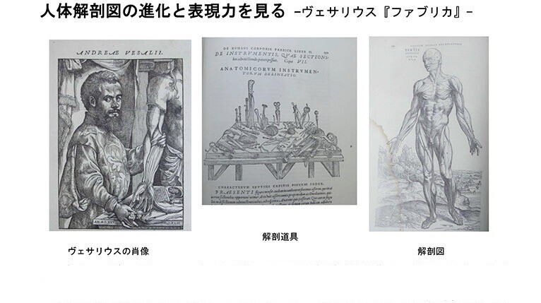 人体解剖図の進化と表現力を見る -ヴェサリウス『ファブリカ 人体解剖図の進化と表現力を見る -ヴェサリウス『ファブリカ