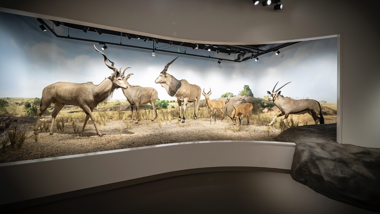 アフリカの息吹を感じる展示に注目「芸大Zoo」開館